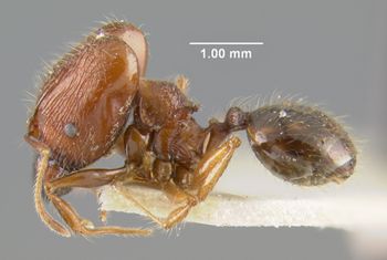 Media type: image;   Entomology 23173 Aspect: habitus lateral view
